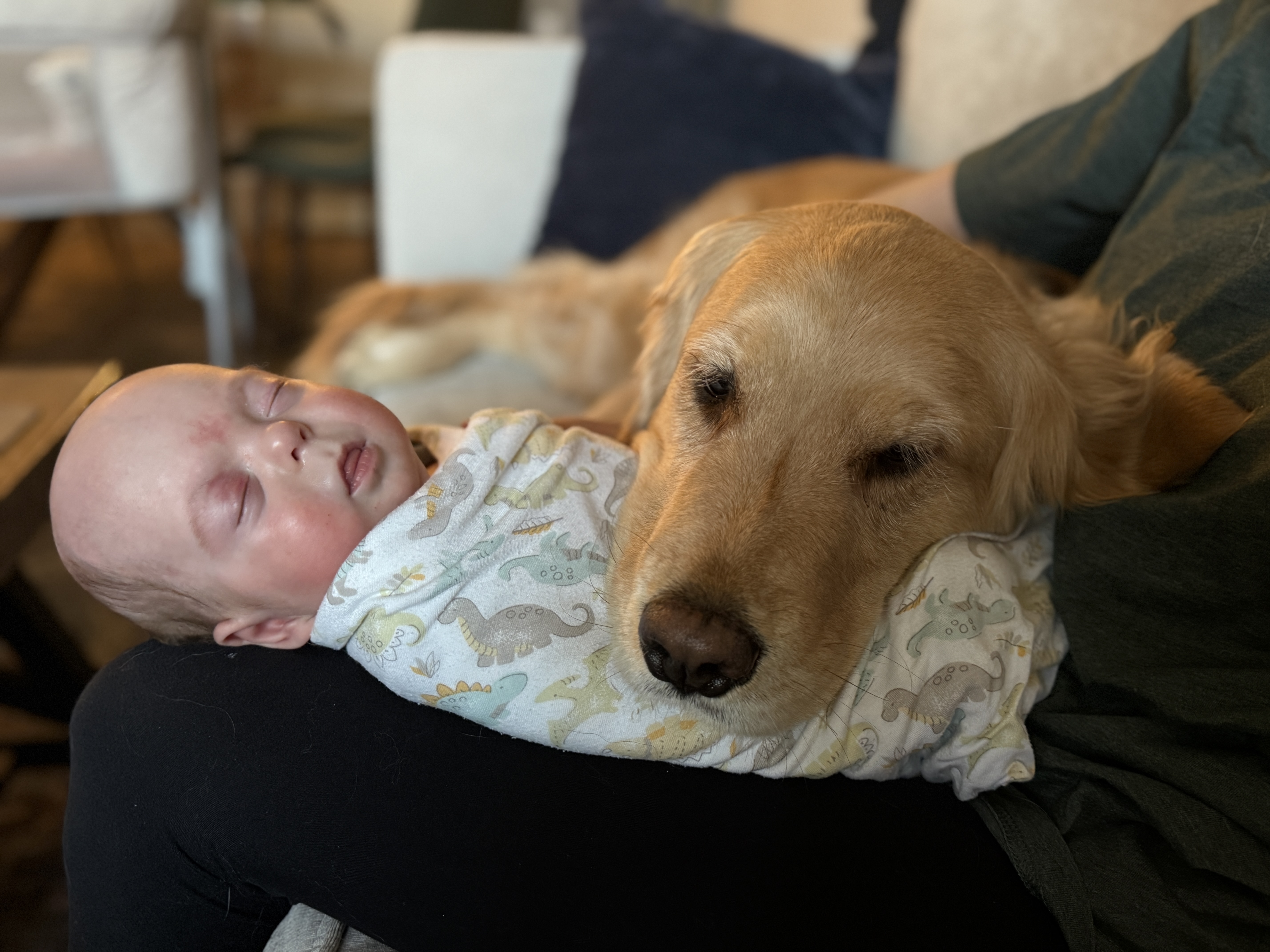Peanut the Golden Retriever resting with baby